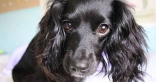 Black And White Spaniel Mix Cocker Spaniel Hybrid Dogs Cocker Spaniel Mix Spaniel Dog Cocker Spaniel Dog