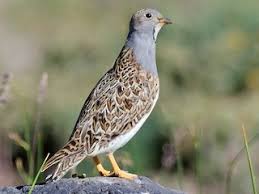 Image result for Rhynchosia galpinii