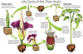 Titan Arum Faq Corpse Flower Titan Arum Amorphophallus Titanum