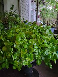 Image result for Plectranthus verticillatus