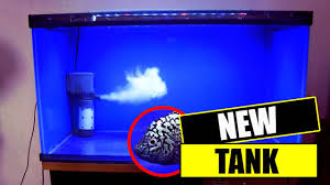 Ukuran p30 x l30 x t40 cm. Tips Aquarium Settup Akuarium Untuk Ikan Louhan Youtube