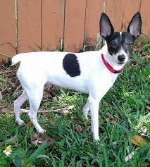 Adopt Marcia Fl On Petfinder Rat Terrier Dogs Rat Terriers Animal Portraits Art
