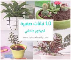 ديكور نباتات داخلية Small Plants Plants Place Card Holders