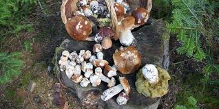 Tout Ce Qu Il Faut Savoir Avant D Aller Chercher Des Cepes Et En Trouver