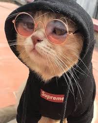 Aslinda Cool Lukta Sinir Tanimayanlardan Komik Hayvan Hayvan Mizahi Komik Hayvan Fotograflari