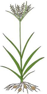 We did not find results for: Yellow Nutsedge Lebanonturf