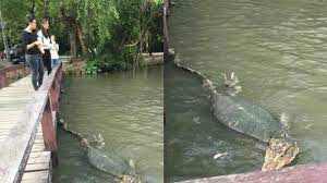 Rusia merupakan negara terbesar di dunia dengan luas wilayah daratan sejumlah 17.1 juta km2. Sedikit Yang Tahu Biawak Di Tempat Ini Ukuran Raksasa Paling Kecil Ukurannya 2 Meter Tribun Medan