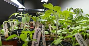 T5 Grow Lights For Seed Starting Indoor Vegetable Gardening Indoor Grow Lights Indoor Vegetables