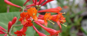 Maybe you would like to learn more about one of these? Lonicera Brown S Honeysuckle Scarlet Trumpet Honeysuckle Lonicera X Brownii Dropmore Scarlet