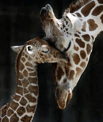 A Cup Of Jo Have A Smoochy Weekend Super Cute Animals Animals Wild Cute Animals