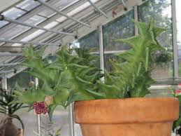 Image result for Orbea carnosa