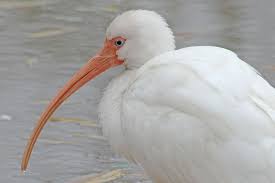 Their underparts are bright orange and they have a small, white bib underneath their beaks, on their throats. The American White Ibis Is Easily Recognizable From Its Curved Orange Beak But Up Close You Can Appreciate Its Unusu Pet Birds Animals Beautiful Bird Pictures