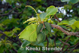 Image result for Terminalia stuhlmannii