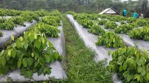 Jika anda ingin menghasilkan panen berupa lada hitam, maka pemetikan dilakukan disaat buah lada berumur 8 bulan. Analisa Usaha Budidaya Lada Keunggulan Syarat Tumbuh Pupuk