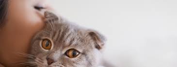 The following information is requested so that our adoption counselors can assist you in the adoption approval, or refusal, decisions are made solely at the discretion of arf. Animal Rescue Foundation Tulsa Oklahoma Finding Great Homes For Great Pets