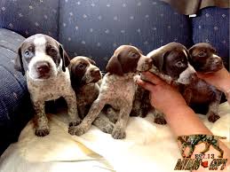 Finding a german shorthaired pointer. German Shorthaired Pointer Puppy For Sale In Corona Ca Adn 35480 Pointer Puppies German Shorthaired Pointer Puppy German Shorthaired Pointer Puppies For Sale