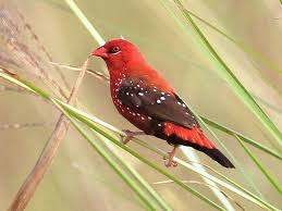 Hedge sparrow, also known as the dunnock or hedge accentor in the family prunellidae 5 Fakta Burung Pipit Benggala Si Merah Totol Yang Suka Padi