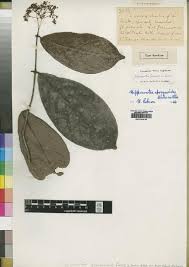 Image result for Hippocratea apocynoides