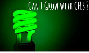 They are far better in terms of energy consumption and heat output. Are Cfl Grow Lights Effective Garden Greenhouse