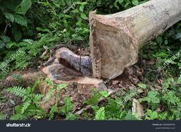 Image result for Pericopsis