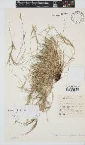 Image result for Pentameris