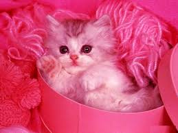 A collection of the top 43 cute pink wallpapers and backgrounds available for download for free. Cute Wallpapers Free Download Cute Pink Wallpaper Free Download 1024x768 Wallpaper Teahub Io