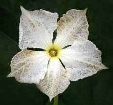 Image result for Lagenaria abyssinica