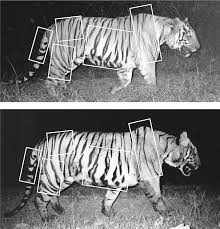 Carlos eduardo sousa mitre is a cyclist from cláudio, minas gerais, brasil. Assessing Tiger Population Dynamics Using Photographic Capture Recapture Sampling Karanth 2006 Ecology Wiley Online Library