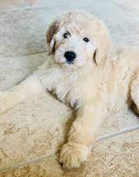 F1 Medium English Cream Goldendoodle With A Wavy Coat Goldendoodle Goldendoodle Puppy Labradoodle Puppy