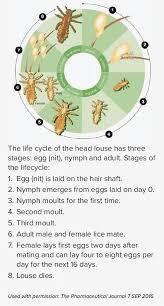 Image result for lice life cycle