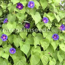 Check spelling or type a new query. Ipomoea Purpurea Purple Morning Glory Buy Seeds At Rarepalmseeds Com