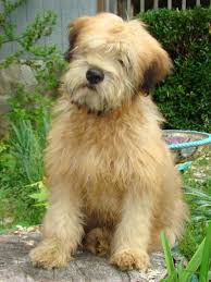 Soft Coated Wheaton Terrier Photo Welcome Soft Coated Wheaten Terriers Baby Dogs
