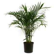 Costa Farms Cateracterum Palm In 9 25 In Grower Pot 10cat The Home Depot Palm Plant Plants House Plants