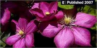 Maybe you would like to learn more about one of these? From A Single Plant A World Class Garden Grows The New York Times