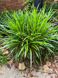 Image result for Lily Turf