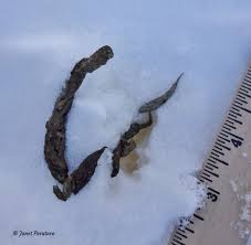 Image result for marten poop
