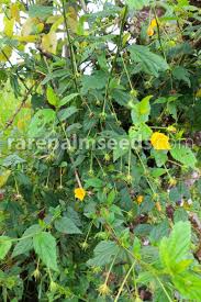 Image result for Sida rhombifolia