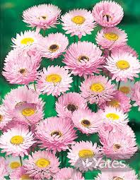 Click on image to view plant details. Pink Paper Daisy Garden Seeds Yates Australia