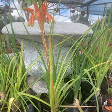 Image result for Aloe cooperi