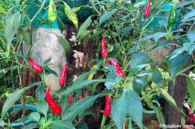 We have just come back from an incredible trip to southern india and sri lanka. Amma S Home Garden In Sri Lanka Let S Take A Tour Food Corner