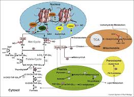 Check spelling or type a new query. Plant Chromatin Metabolism And Development An Intricate Crosstalk Sciencedirect