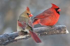 Hand drawn illustration christmas holiday background. Feeding Cardinals In The Winter How To Attract Feed Redbirds