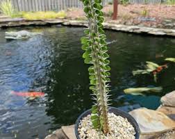 Image result for Monadenium lugardiae