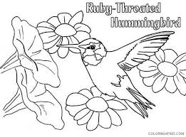 The original format for whitepages was a p. Ruby Throated Hummingbird Coloring Pages To Print Coloring4free Coloring4free Com