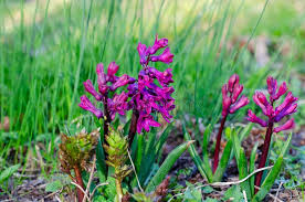 Image result for Hyacinthaceae