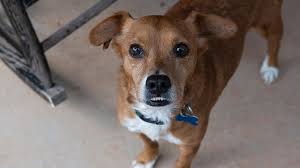 Little Shelter Dog with Heartworm & Mange