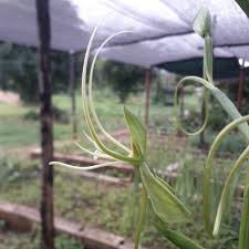 Image result for Multidentia concrescens