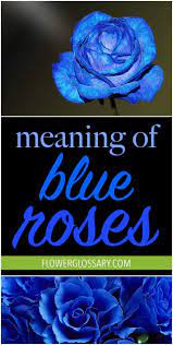 Meaning Of Blue Roses Flower Glossary