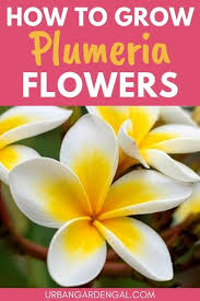 Discover all vessels sailing near the plumeria coral vessel view vessel details. Plumeria Flowers The Complete Guide Urban Garden Gal