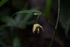 Image result for Artabotrys stolzii